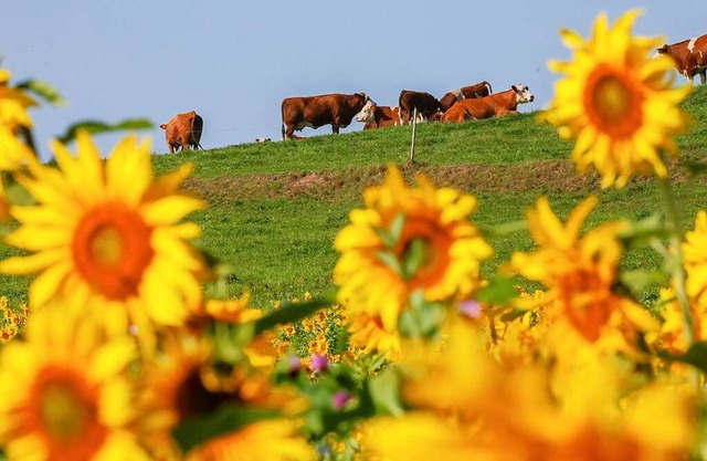 Das Hoch Sonja sorgt in Baden-Wrttemb...allerdings etwas ungemtlicher werden.  | Foto: Thomas Warnack (dpa)