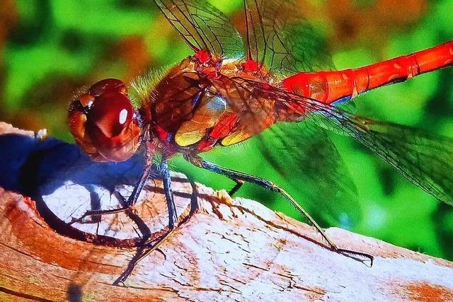 Libellen und Falter unterwegs in der frischen Luft