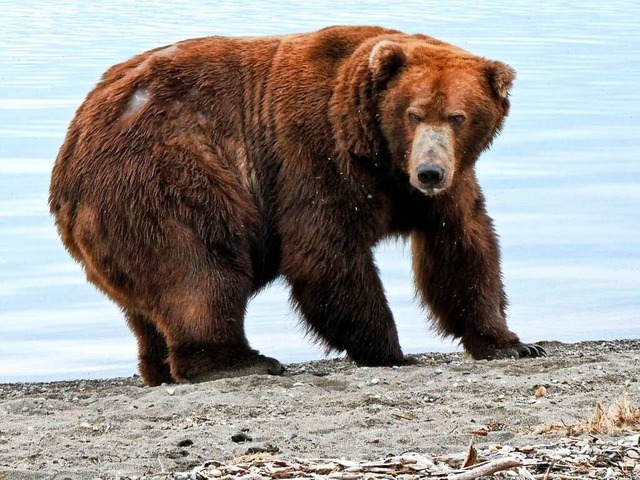 Der Braunbr 747, auch als Jumbo Je...m Katmai-Nationalpark. (Bild von 2022)  | Foto: --- (dpa)