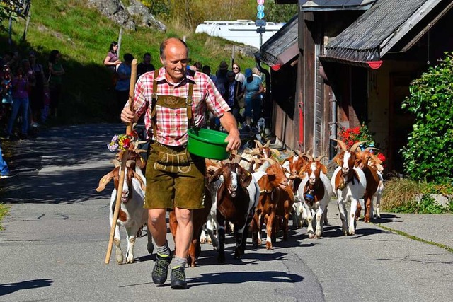 Die Geien waren die Stars des Tages, ...zogen sie von der Sommerweide ins Tal.  | Foto: Christiane Sahli