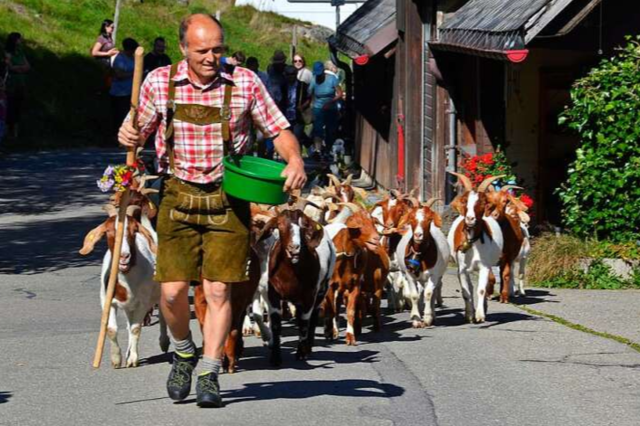 In Menzenschwand kehren die Geien von der Sommerweide zurck