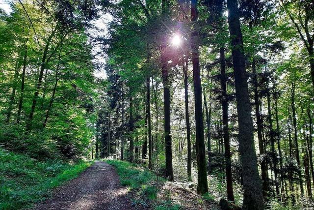 Im Gundelfinger Wald sterben Buchen und Eichen