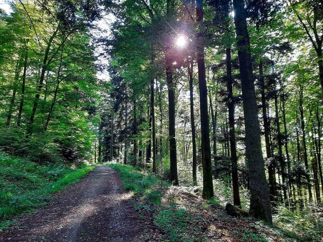 Waldwege im Gundelfinger Wald mssten saniert werden.  | Foto: Andrea Steinhart