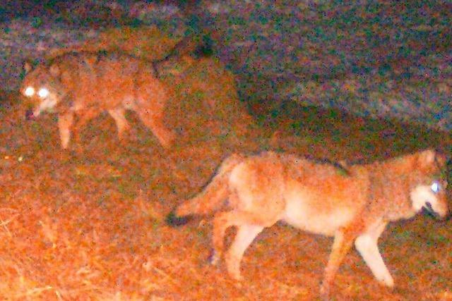 Beim Wolf gehen die Meinungen im Landkreis Waldshut weit auseinander