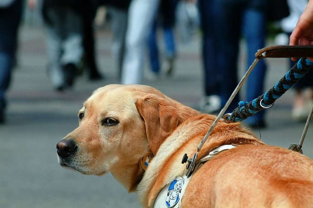 Ein Assistenzhund  | Foto: Christine Speckner