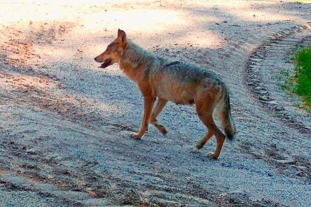 Auf diesem Foto vom 6. Juni  ist die F...men wurde es im Gebiet des Schluchsees  | Foto: FVA