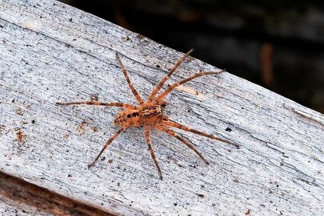 Arachnophobie: Psychiaterin rät, sich der Spinne Schritt für Schritt anzunähern