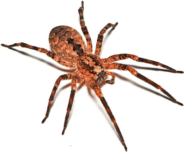 Wirkt bedrohlich, ist aber ungefhrlich: die Nosferatu-Spinne.  | Foto: Tobias / Adobe Stock
