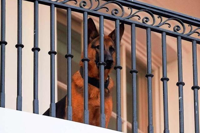 Hund von US-Prsident Joe Biden nicht mehr im Weien Haus