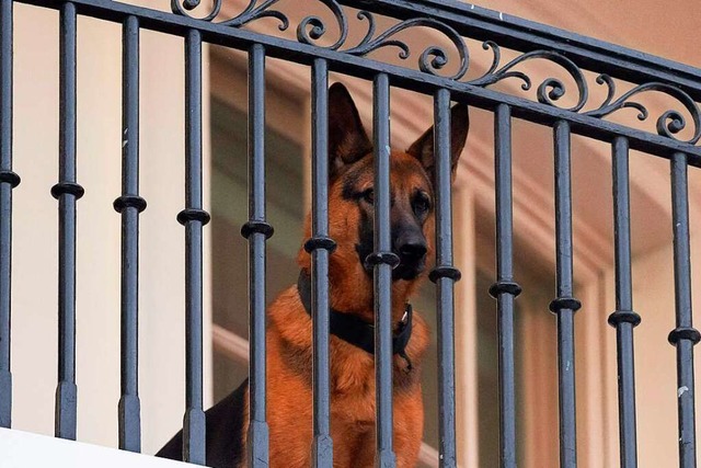 Commander, der Hund von US-Prsident J...arbeiter muss er dieses nun verlassen.  | Foto: SAUL LOEB (AFP)