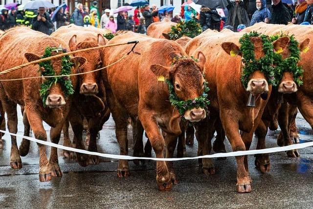 Was die Besucher der Alemannischen Woche in Oberried erwartet