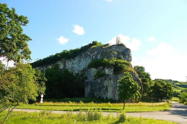 Bergwacht befreit den Isteiner Klotz vom Efeu