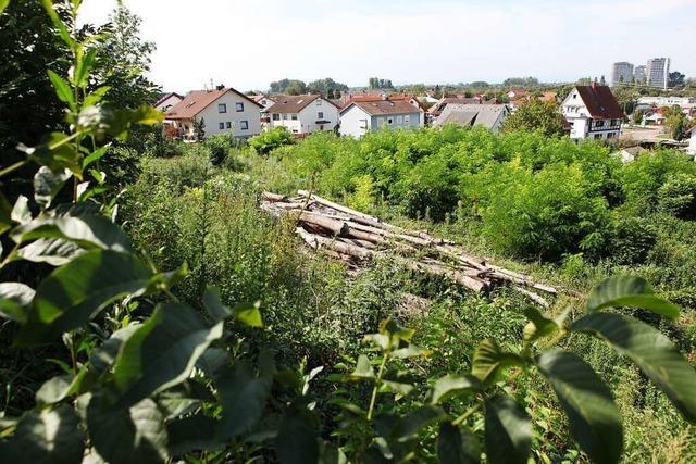 Das Umweltamt hat nun konkrete Hinweise zur Rodung in Lahr-Mietersheim
