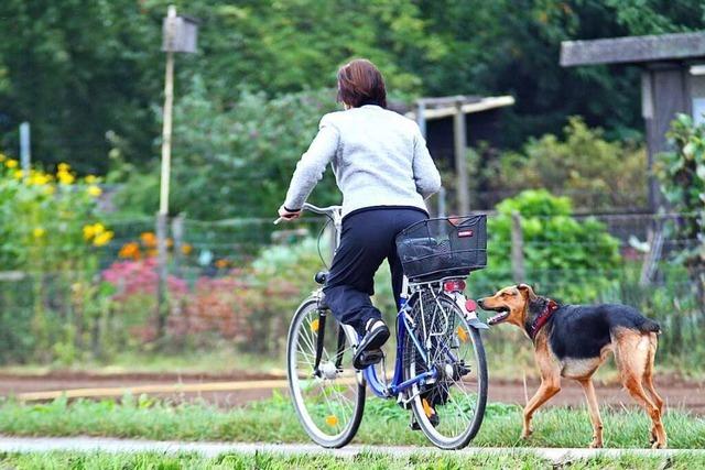 Hund läuft in Hinterzarten in Fahrrad – Halter beleidigt Fahrerin