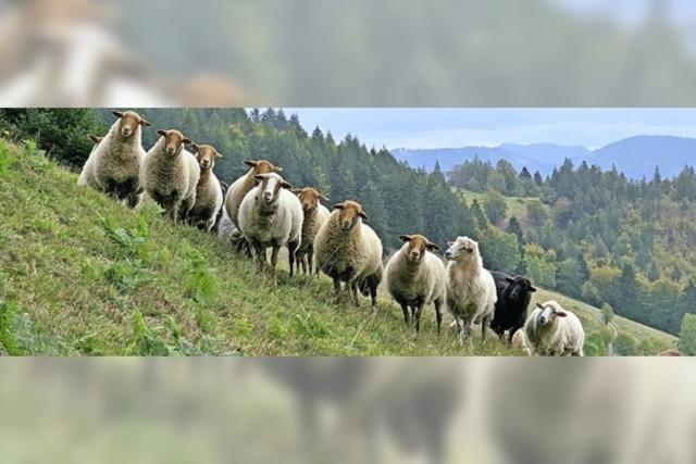 Schafe im Einsatz