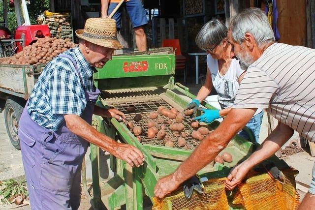 Was Unadinger Kartoffelbauern in den 1950-Jahren erlebten