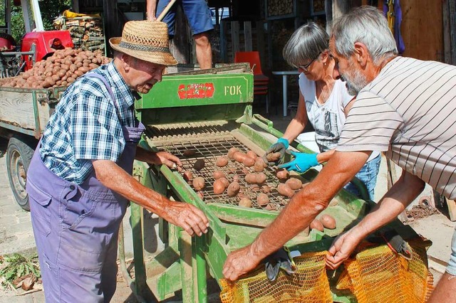 Noch heute ist der 93-jhrige Oskar Zo...die Kartoffeln sortieren und abfllen.  | Foto: Christa Maier