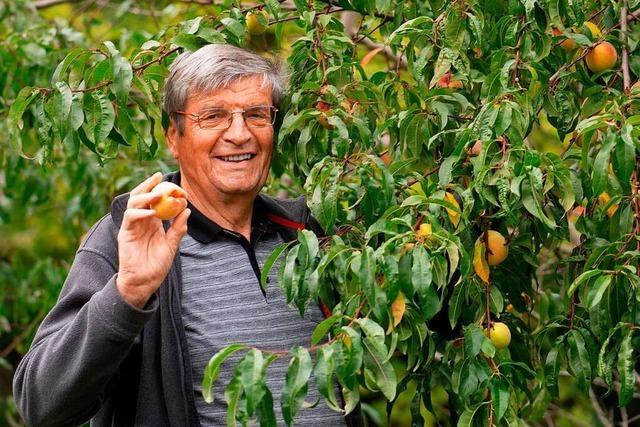 Bonndorfer genieen selbst angebaute Pfirsiche auf 1000 Meter