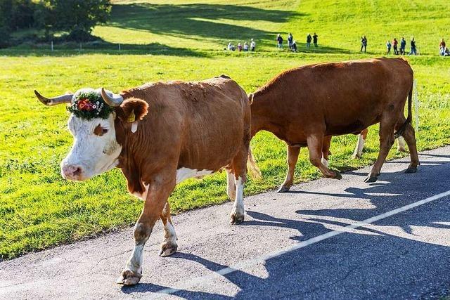 Mnstertal feiert die Rckkehr des Viehs