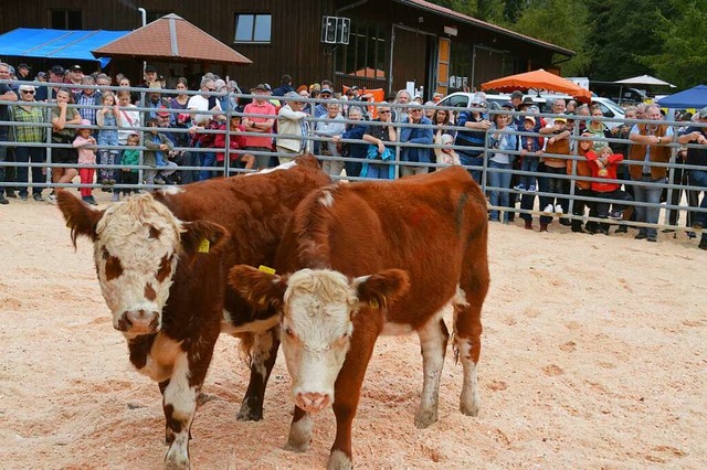 Wer bietet am meisten? 15 Rinder wurden zur Versteigerung in den Ring gefhrt.  | Foto: Edgar Steinfelder