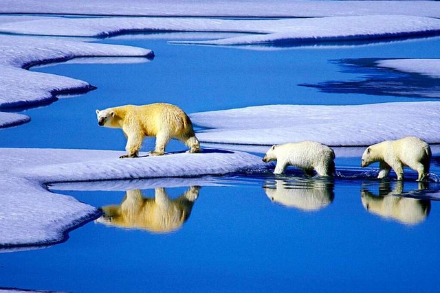 Eine Eisbrenfamilie in Kanada. Auch s...imawandel vom Aussterben bedroht sind.  | Foto: dpa