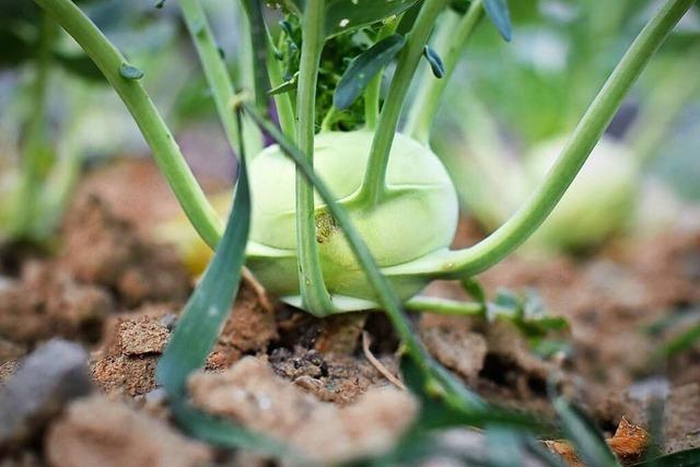 Gemüse und Freundschaft sollen künftig an Jengerschule Ehrenkirchen wachsen