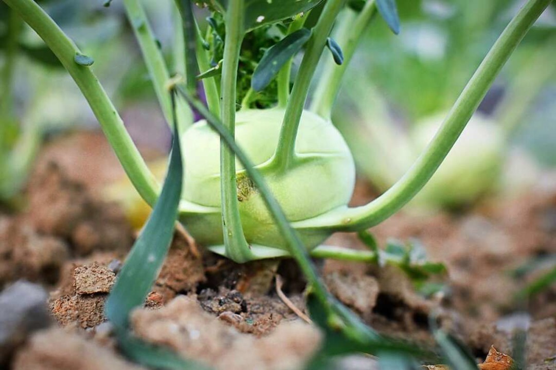 Gemüse soll wachsen und dann auf den Teller.  | Foto: Kathrin Blum