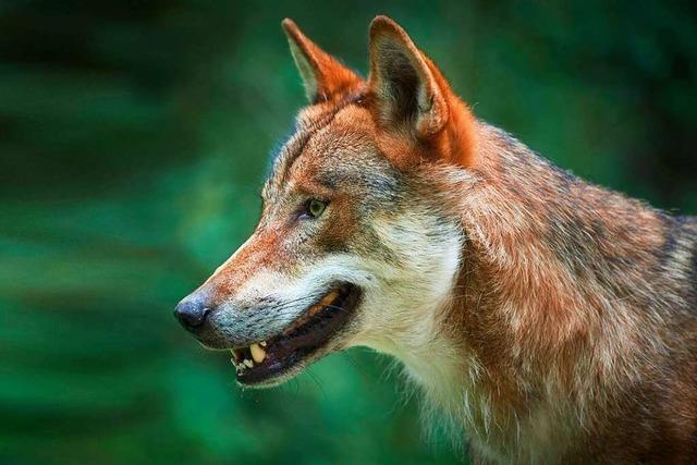 Die Bewohner von Schluchsee-Blasiwald und ihr Verhältnis zum Wolf