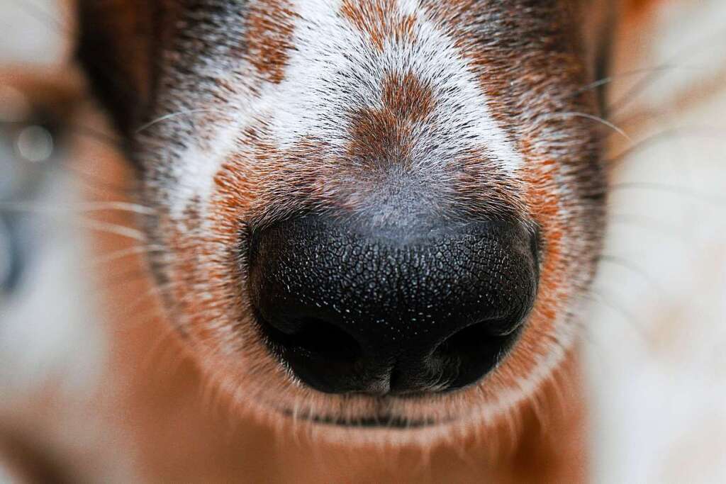 zwei tote verscharrte hunde rufen rheinfelder tierschützer auf den plan