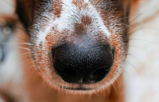 Zwei verscharrte Hunde wurden in Rheinfelden gefunden (Symbolbild)  | Foto: Wolfgang Hoppe (dpa)