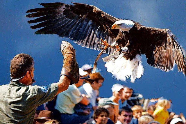 Seien Sie gespannt auf beeindruckende Greifvogelflugshows im Vogelpark Steinen!  | Foto: Vogelpark Steinen