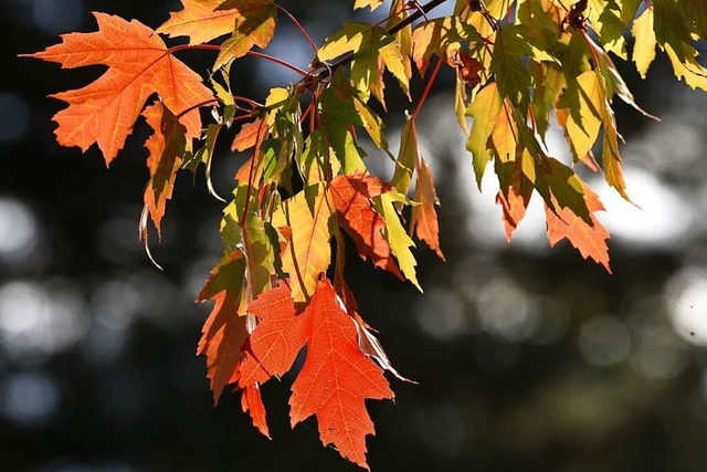 Sommer im Oktober? Am sdlichen Oberrh...euer Temperaturrekord erreicht werden.  | Foto: Rita Eggstein