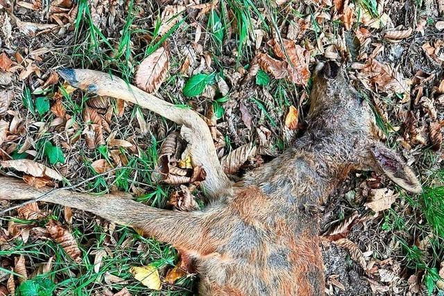 Vier tote Rehe in einer Woche im Friesenheimer Gemeindewald – Wildert ein Hund?