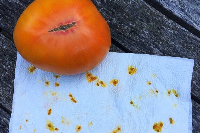 Eigene Tomaten-Samen zu gewinnen, ist einfach, hier von der Sorte German Gold.  | Foto: Gabriele Hennicke