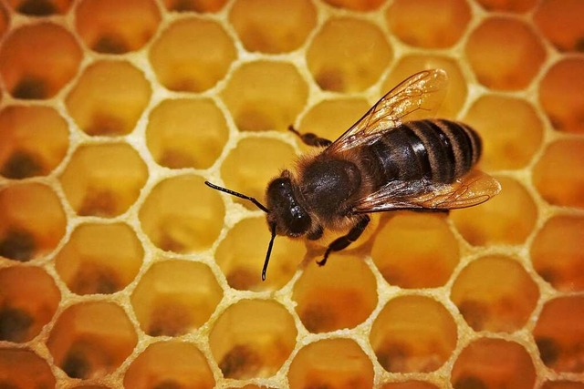 Die Bienen in Lffingen produzieren fl...den ein Dieb genutzt hat (Symbolfoto).  | Foto: Fredrik von Erichsen (dpa)