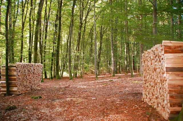 Etwas Kferholz: So fllt der Vollzug fr dieses Jahr im Adelhausener Wald aus.  | Foto: Petra Wunderle