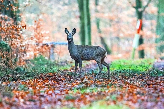 Ein Reh im Wald (Symbolbild)  | Foto: Jens Bttner (dpa)