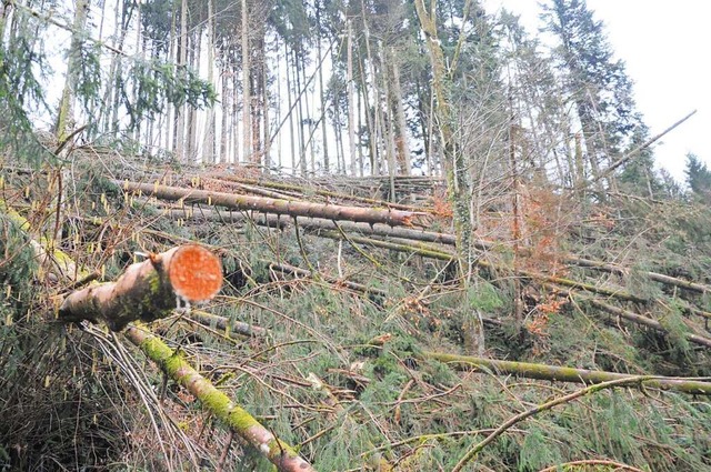 Sturmschden im Wald  | Foto: Nicolai Kapitz