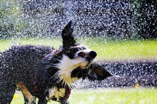 30,1 Grad in Rheinfelden und Mllheim sind wohl Rekord