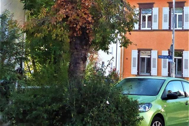 Emmendingen pflanzt fr jeden gefllten Baum einen neuen