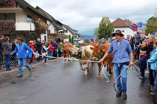 Fotos: Der Viehabtrieb in Oberried ist Hhepunkt der Alemannischen Woche