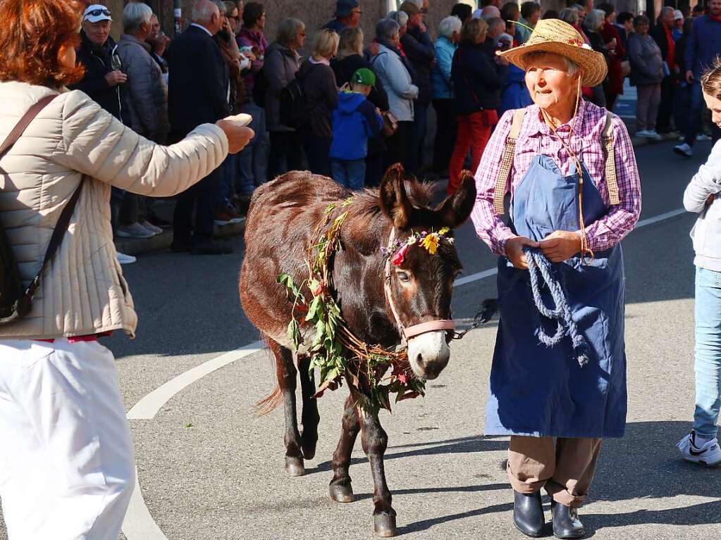 Das Winzerdorf Ihringen feiert mit dem Herbstausklang die Einfuhr des letzten Erntewagens.