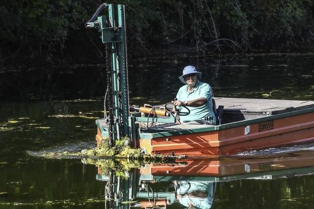 Mit dem Wasserpflanzenmher ber den Altrhein