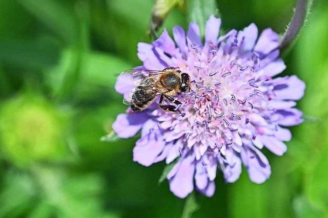 1,1 Millionen Euro fr Projekt zur Biodiversitt am Oberrhein