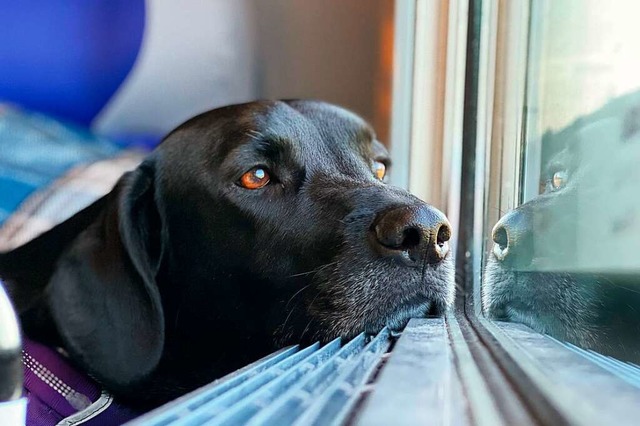 Braucht der Hund eine eigene Fahrkarte...chem Verkehrsverbund er unterwegs ist.  | Foto: THOMAS BEKKER