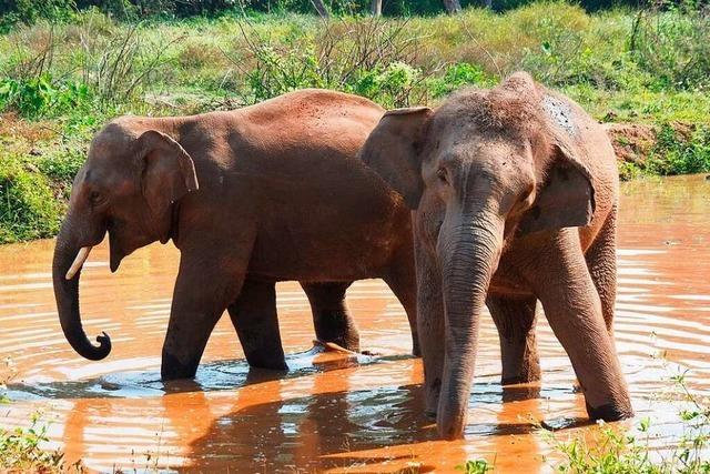 Wenn Tierschutz zum Problem wird: Mensch gegen Elefant in Thailand