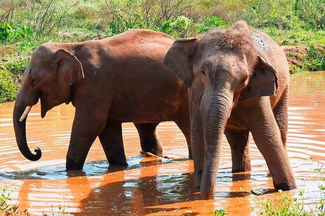 Zwei Elefanten in einem Naturschutzgee...adt Chiang Mai im Norden von Thailand.  | Foto: Carola Frentzen (dpa)