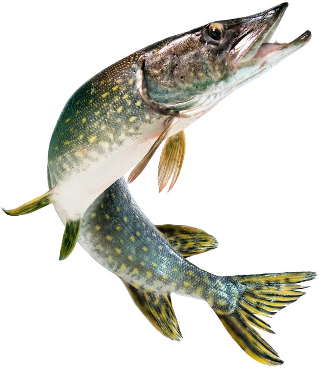 Beißt der Hecht aus dem Stausee Menschen? Panorama Badische Zeitung