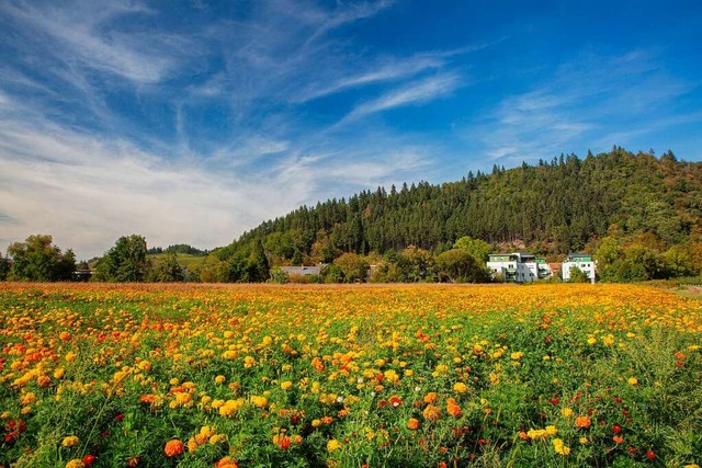 Blumenwiese bei Waldkirch.  | Foto: Wolfgang Speer