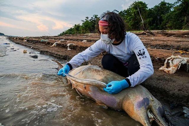 Mehr als 150 Delfine in Amazonas-See durch Drre verendet